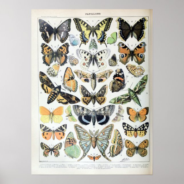 Póster Las mariposas y polilla de Adolphe Millot (Frente)
