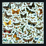 Póster Las mariposas y polillas más conocidas de Europa<br><div class="desc">Reproducción de una copia litografiada de "Las mariposas más conocidas de Europa" (F. Nemos, Berlín, 1895). Puede cambiar o personalizar este producto de muchas maneras. Las imágenes se pueden mover, cambiar de tamaño o cambiar de tamaño, y se pueden alterar muchos bordes y colores de fondo. Por favor, experimente o...</div>
