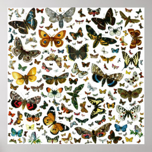 Póster Las mariposas y polillas más conocidas de Europa