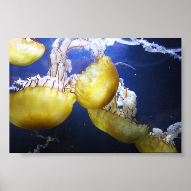 Póster Las Marismas Sólo Sigan Nadando (Frente)