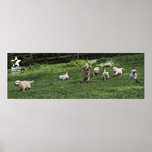 Póster Las medias docenas jugueteo del acebo