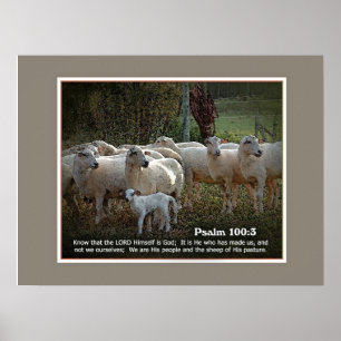 Póster Las ovejas de su PasturewScripture