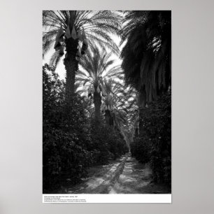 Póster Las palmas y los árboles anaranjados acercan a