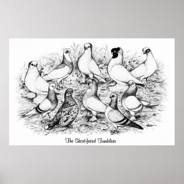 Póster Las palomas de Tumbler de cara corta (Frente)