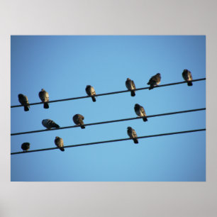 Póster Las palomas en una línea de poder