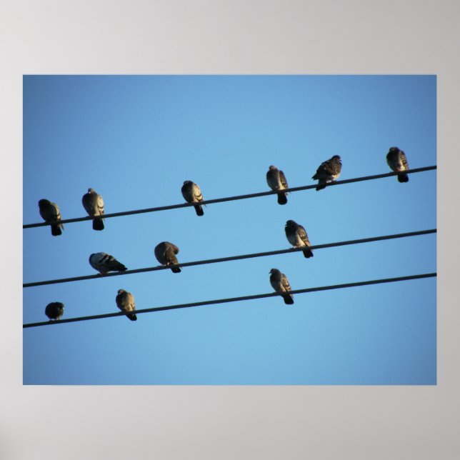 Póster Las palomas en una línea de poder (Frente)