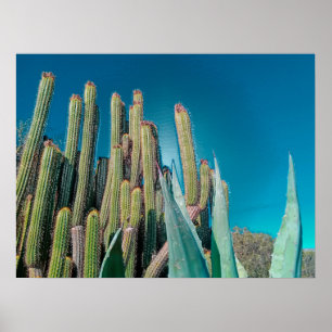 Póster Las plantas de cactus del desierto de África temen