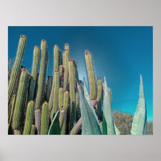 Póster Las plantas de cactus del desierto de África temen (Frente)