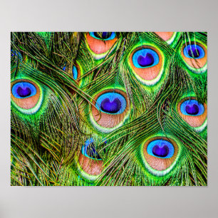 Póster Las plumas de pavo real deslumbrantes