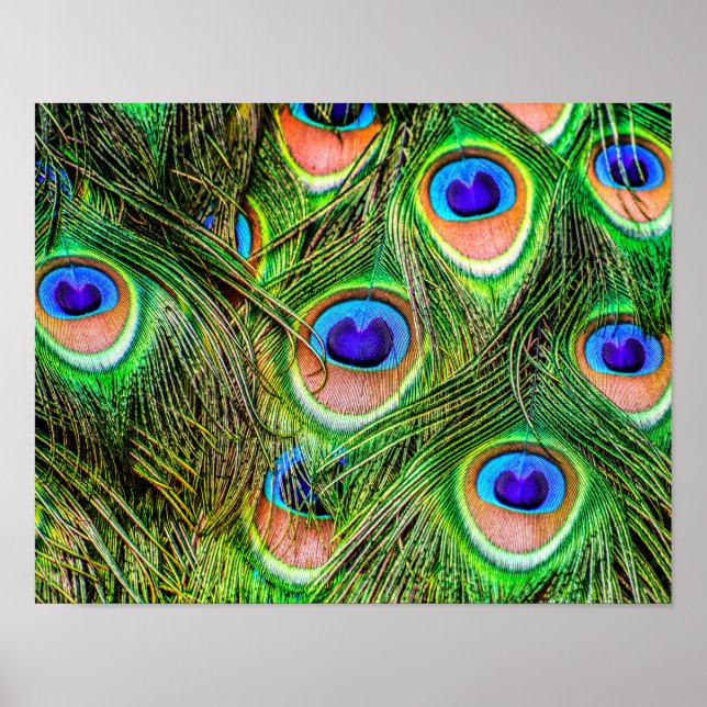 Póster Las plumas de pavo real deslumbrantes (Frente)