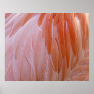 Póster Las plumas flamencas en tonos rosas