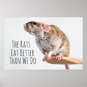 Póster Las ratas comen mejor que nosotros