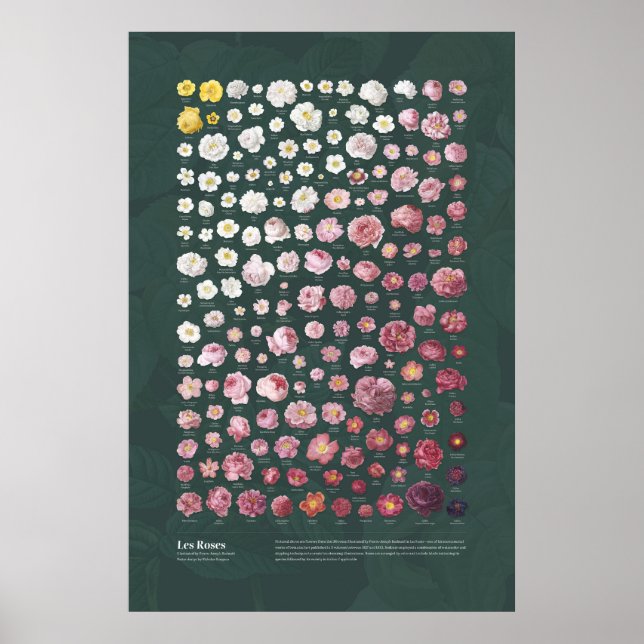 Póster Las Rosas de Redouté (Frente)