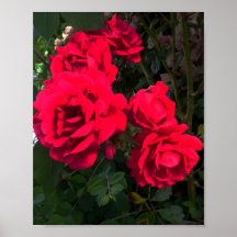 Las rosas rojas florecen