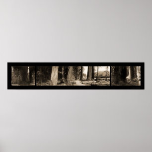 Póster Las secuoyas gigantes, foto de 1912