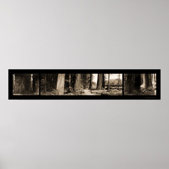 Póster Las secuoyas gigantes, foto de 1912 (Frente)