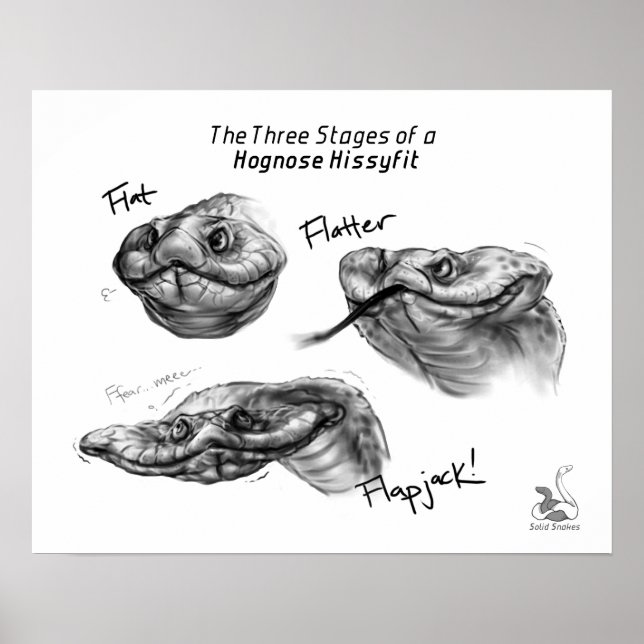 Póster "Las tres etapas de un Hissyfit de Hognose" (Frente)