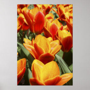 Póster Las tulipas abundan en los jardines de Keukenhof, 