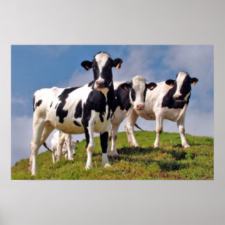 Póster Las vacas son frescas