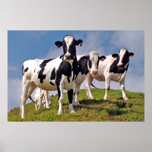 Póster Las vacas son frescas (Frente)