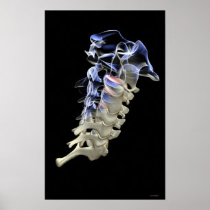 Póster Las vértebras cervicales 4