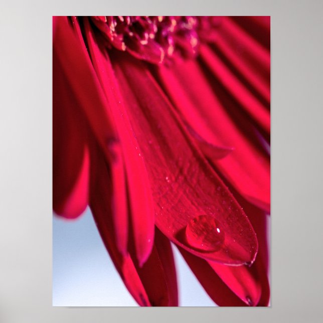 Póster Lass Blüten Sprechen (Frente)