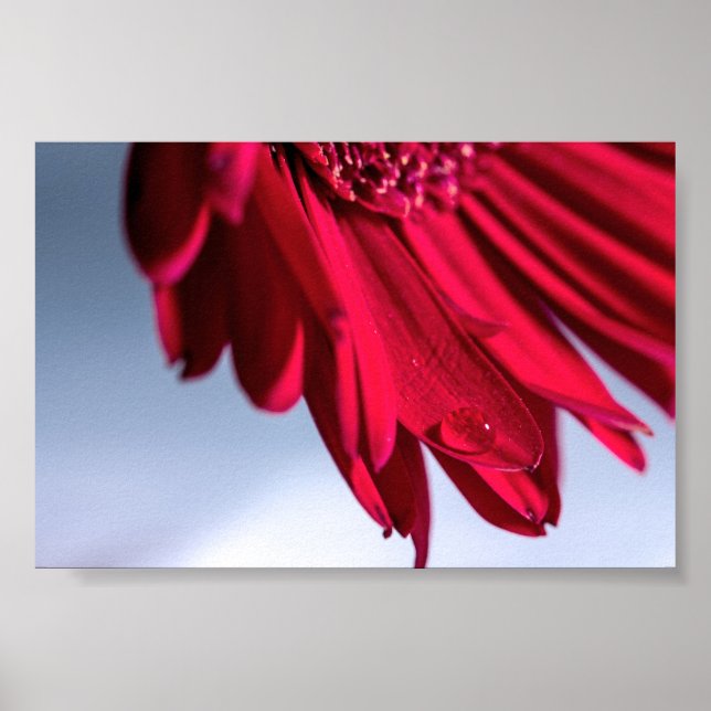 Póster Lass Blüten Sprechen (Frente)