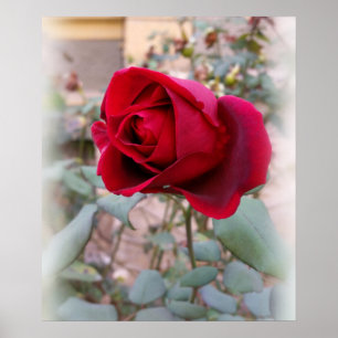 Póster last red rose