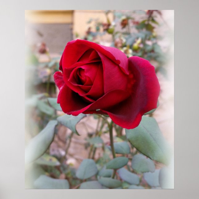 Póster last red rose (Frente)