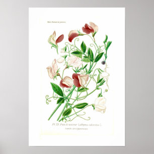 Póster Lathyrus odoratus