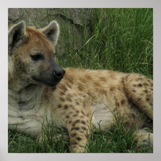 Póster Laughing Hyenas Poster (Frente)