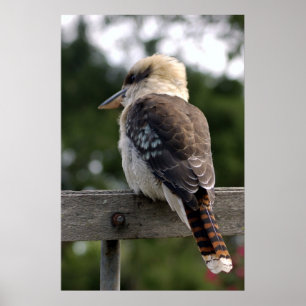 Póster Laughing Kookaburra