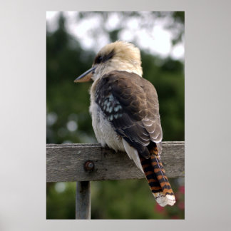 Póster Laughing Kookaburra