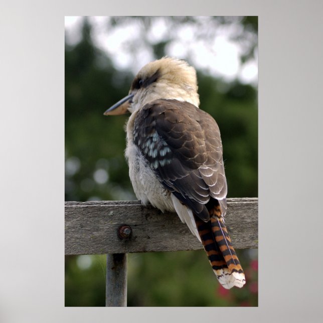 Póster Laughing Kookaburra (Frente)