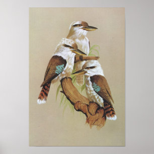 Póster Laughing Kookaburra - Dacelo gigas
