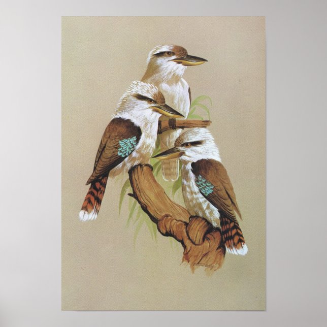 Póster Laughing Kookaburra - Dacelo gigas (Frente)