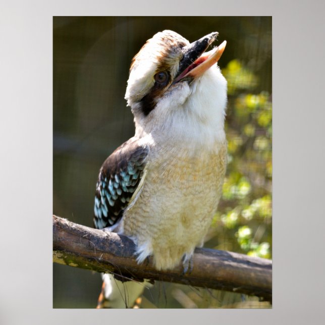 Póster Laughing Kookaburra encaramado en la sucursal Post (Frente)