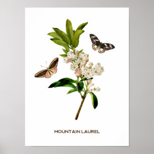 Póster Laurel de montaña de época Botánica