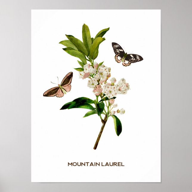 Póster Laurel de montaña de época Botánica (Frente)