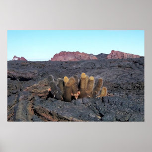 Póster Lava Cacti