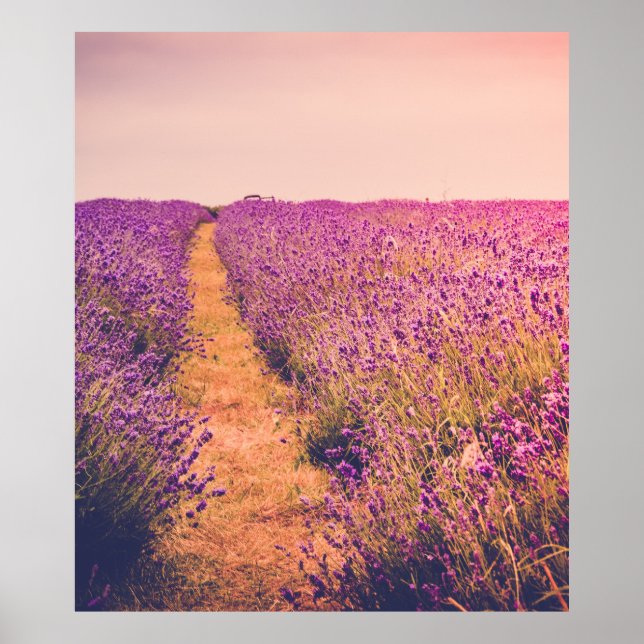 Póster Lavanda (Frente)
