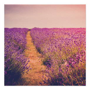 Póster Lavanda