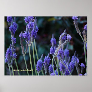 Póster Lavanda