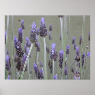 Póster Lavanda