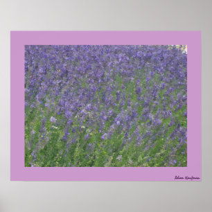 Póster Lavanda