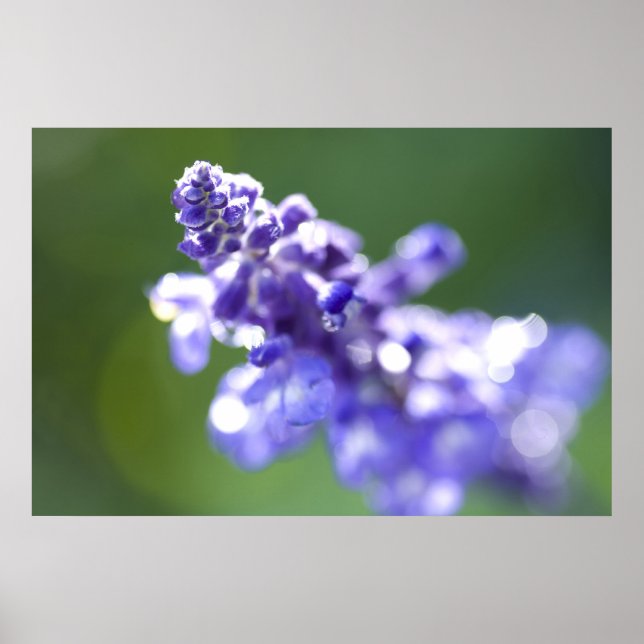 Póster Lavanda (Frente)