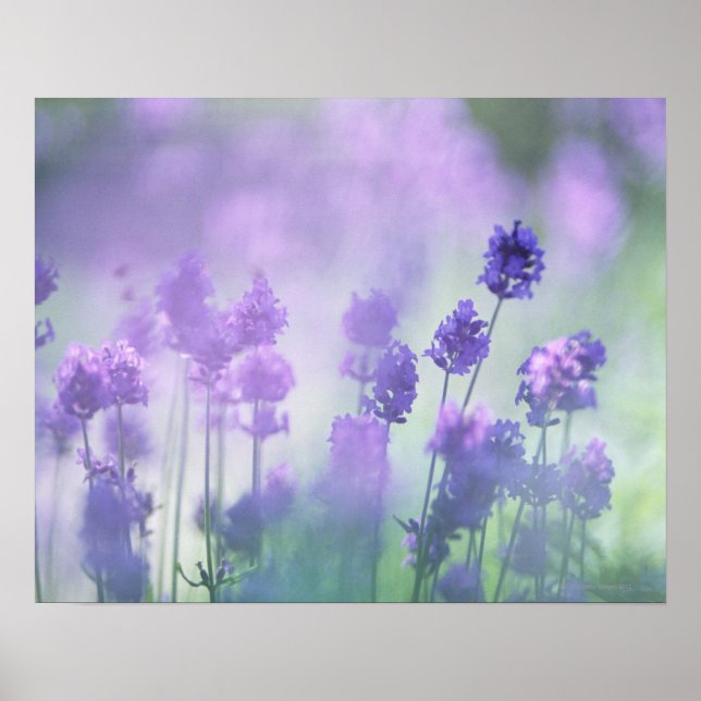 Póster Lavanda 2 (Frente)