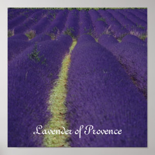 Póster Lavanda de Provence