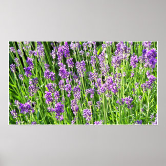 Póster Lavanda en la hierba