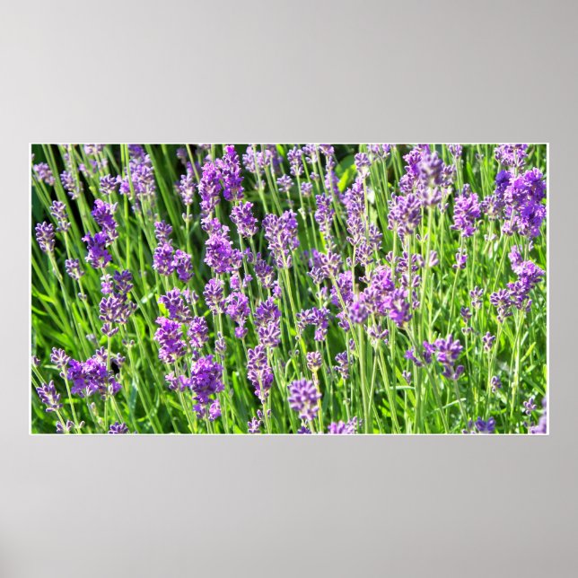 Póster Lavanda en la hierba (Frente)